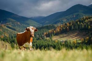 Vaca marrón en los pastos en las montañas foto
