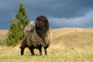 Mountain sheep grazing on pasture in autumn photo