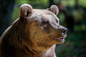 Portrait wild Brown Bear in the autumn forest. Animal in natural habitat. Wildlife scene photo