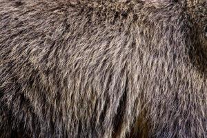 Close real brown bear fur texture