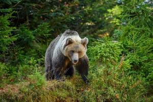 Wild Brown Bear in the autumn forest. Animal in natural habitat. Wildlife scene