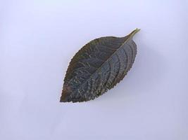 Leaf isolated on white background photo