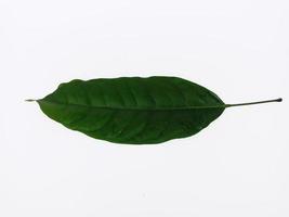 a leaf isolated on white background, it is called Hantap in Indonesia, it can be made as natural medicine to treat heartburn photo