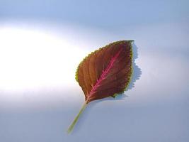 A beautiful leaf isolated on white background photo