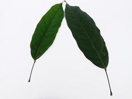 Some leaves isolated on white background, its name is Hantap in Indonesia photo