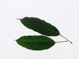 Some leaves isolated on white background, its name is Hantap in Indonesia photo