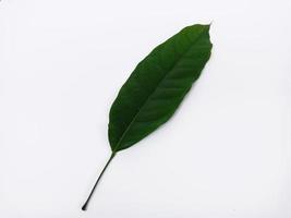 a leaf isolated on white background, it is called Hantap in Indonesia, it can be made as natural medicine to treat heartburn photo