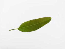 Top view landscape young mango leaf isolated on white background photo