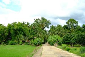 The edge of the field has a small forest of trees. photo