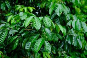 green leaves in the rain photo