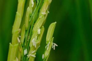 The ears of rice were upright with the wind in the summer photo