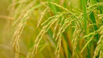 The ears of rice were upright with the wind in the summer photo