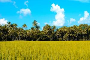 Evening paddy field photo