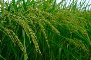 las espigas de arroz estaban erguidas con el viento en el verano foto