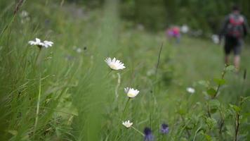 Alpine flowers bloom in summer, day in mountains video