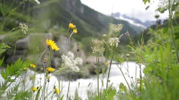 Alpine flowers bloom in summer, day in mountains video