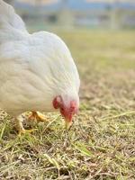 Hen on field photo