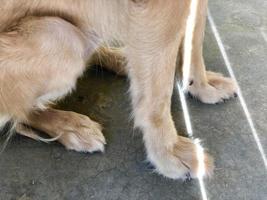 Dog paws with light photo