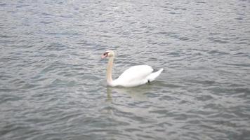 cisne nadando em um lago perto da orla video