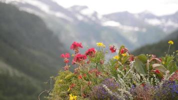 alpina blommor blommar på sommaren, dag i bergen video