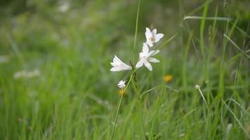 flores alpinas desabrocham no verão, dia nas montanhas video