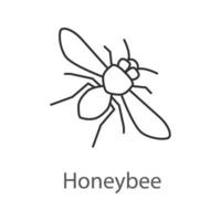 Honey bee linear icon. Insect. Thin line illustration. Contour symbol. Vector isolated outline drawing