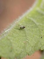 Winged Adult Aphid photo