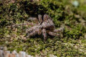 araña saltadora macho adulto foto