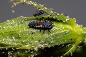 larvas de escarabajo asiático foto