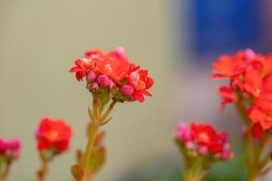 Flaming Katy Red Flower photo