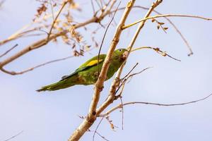 Yellow chevroned Parakeet photo