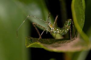 Assassin Bug Nymph photo