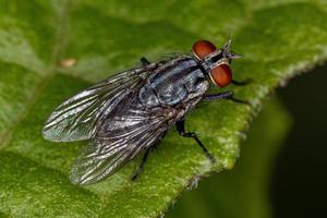 Adult Flesh Fly photo