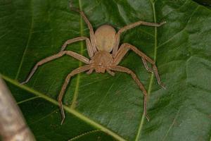 Yellow Huntsman Spider photo