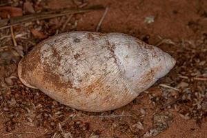 shell of Common Land Snail photo