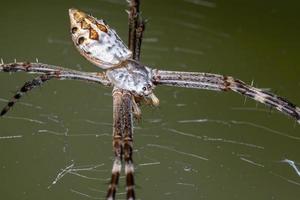 Silver Garden Orbweaver photo