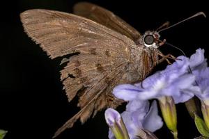 Adult Skipper Butterfly photo