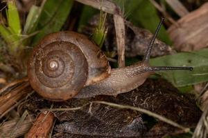 Asian Tramp Snail photo