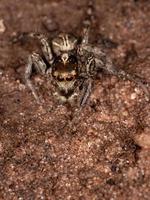 Pantropical Jumping Spider photo