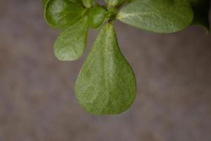 hojas de una planta de verdolaga común