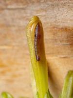 Small Caterpillar eating a plant photo