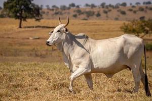 vaca adulta en una granja foto