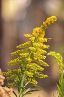 Anise Goldenrod Plant photo