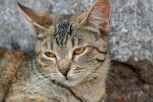 Feral domestic cat photo