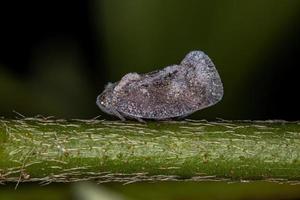 Adult Planthopper Insect photo