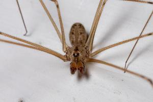 Adult Cellar Spider photo