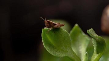 Nymph of Short-horned Grasshopper