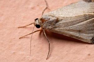 Graphic Owlet Moth photo