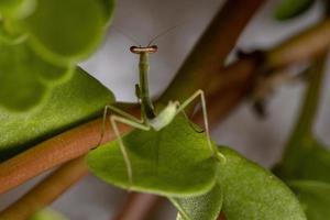 Male Mantid nymph photo