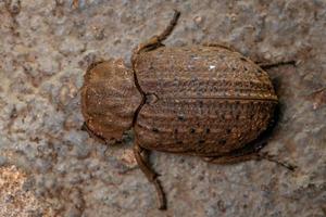 escarabajo adulto